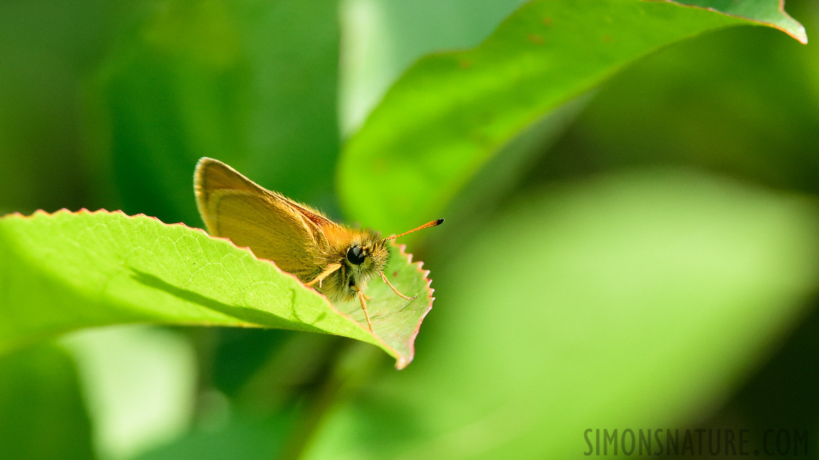 Thymelicus lineola [400 mm, 1/1250 Sek. bei f / 8.0, ISO 1600]